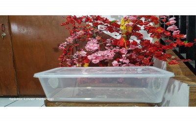 KANDANG TARANTULA REMAJA JUVENILLE / KANDANG ISOPOD SECOND